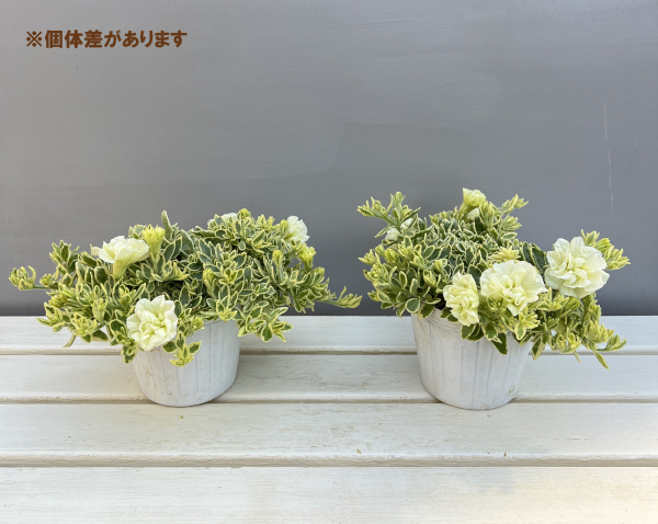 ペチュニア：ホワイトメモリーズ4.5号ポット 3株セット