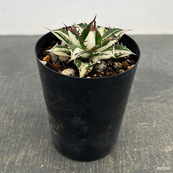 アガベ:チタノタ 太陽神錦(白中斑)2.5号ポット