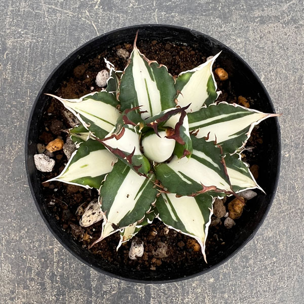 アガベ:チタノタ 太陽神錦(白中斑)2.5号ポット