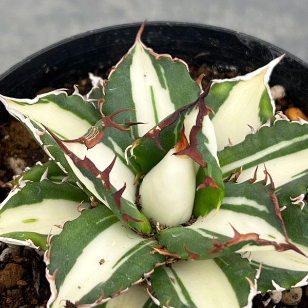 アガベ:チタノタ 太陽神錦(白中斑)2.5号ポット