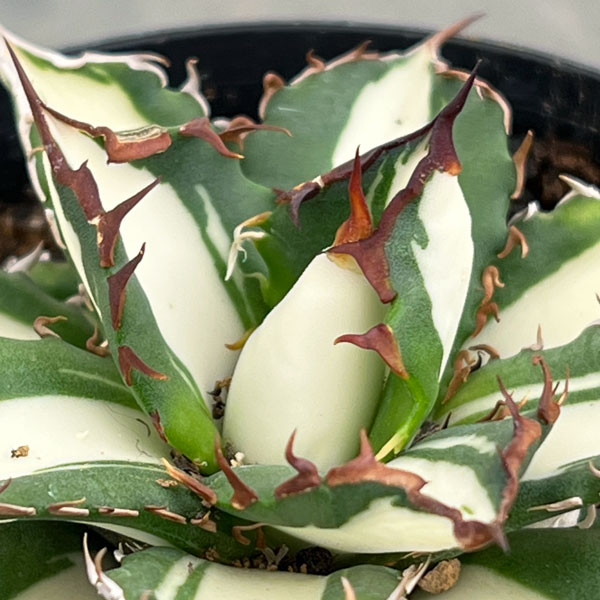 アガベ:チタノタ 太陽神錦(白中斑)2.5号ポット