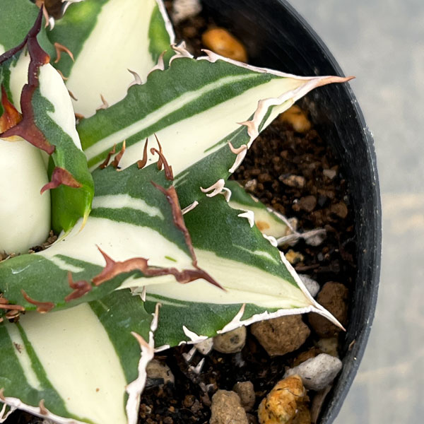 アガベ:チタノタ 太陽神錦(白中斑)2.5号ポット