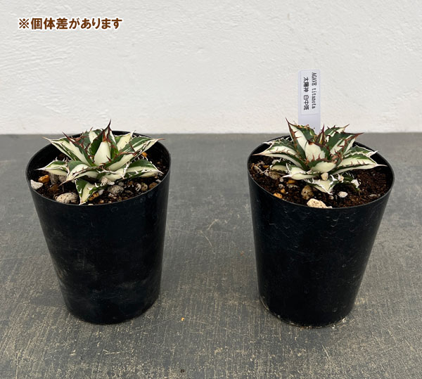 アガベ:チタノタ 太陽神錦(白中斑)2.5号ポット