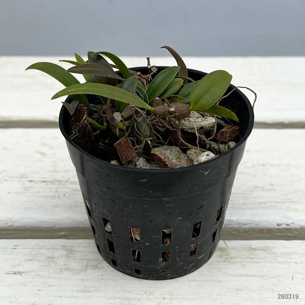 超小型の着生ラン 品種混合 2-2.5号ポット