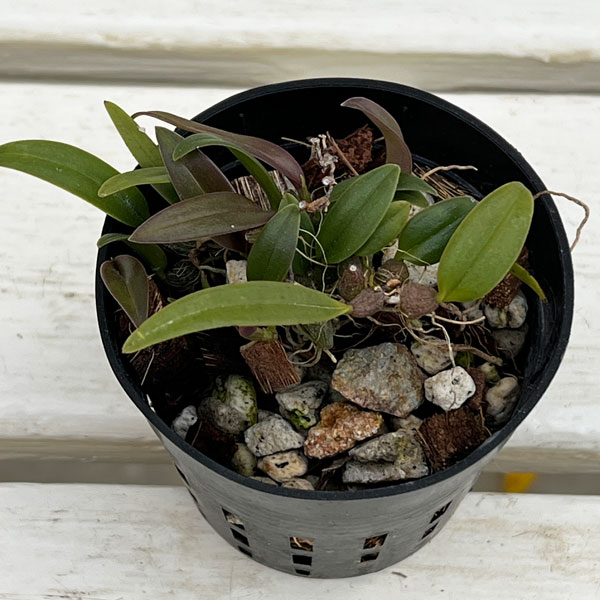 超小型の着生ラン 品種混合 2-2.5号ポット