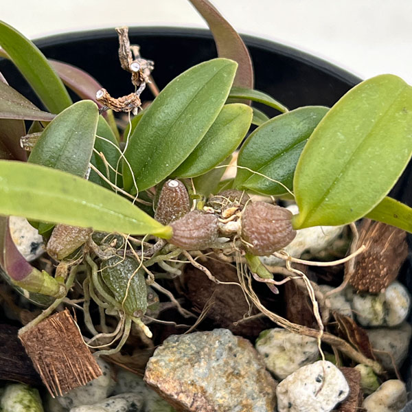 超小型の着生ラン 品種混合 2-2.5号ポット