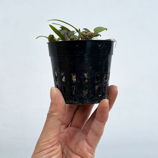 超小型の着生ラン 品種混合 2-2.5号ポット