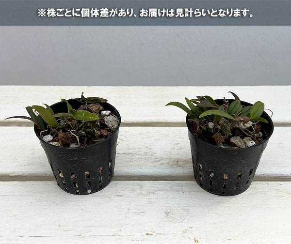超小型の着生ラン 品種混合 2-2.5号ポット