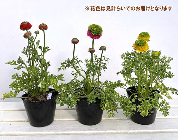 ラナンキュラス：リビエラ　フェスティバル（花色おまかせ）4.5号ポット 3株セット