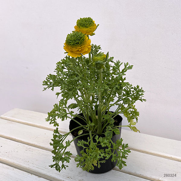 ラナンキュラス：リビエラ　フェスティバル（花色おまかせ）4.5号ポット 3株セット