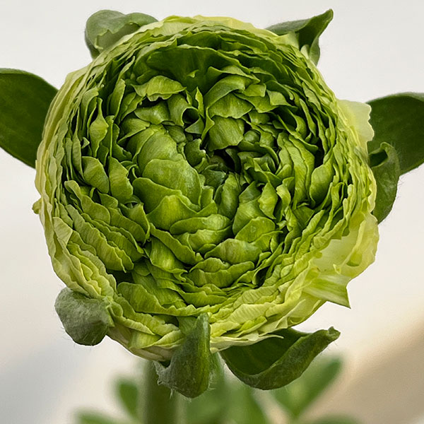 ラナンキュラス：リビエラ　フェスティバル（花色おまかせ）4.5号ポット 3株セット