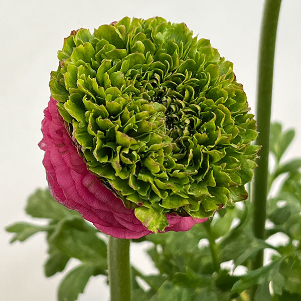 ラナンキュラス：リビエラ　フェスティバル（花色おまかせ）4.5号ポット 3株セット