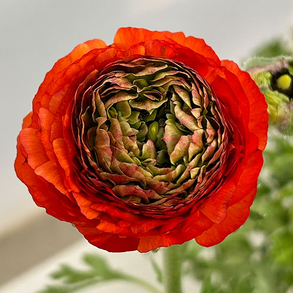 ラナンキュラス：リビエラ　フェスティバル（花色おまかせ）4.5号ポット 3株セット