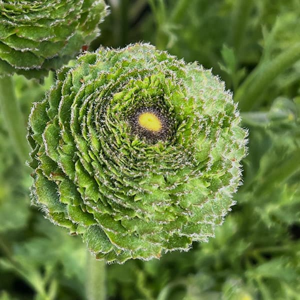 ラナンキュラス：リビエラ　フェスティバル（花色おまかせ）4.5号ポット 3株セット