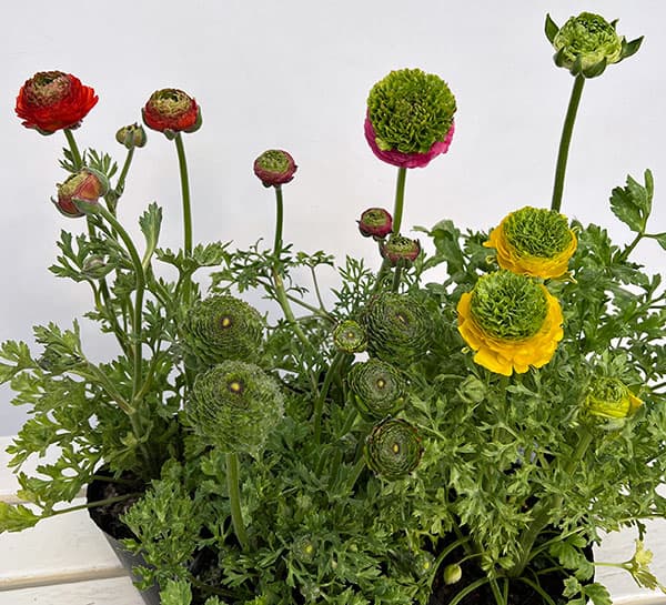 ラナンキュラス：リビエラ　フェスティバル（花色おまかせ）4.5号ポット 3株セット