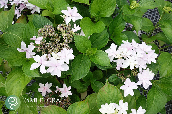 アジサイ：クララ3.5号ポット