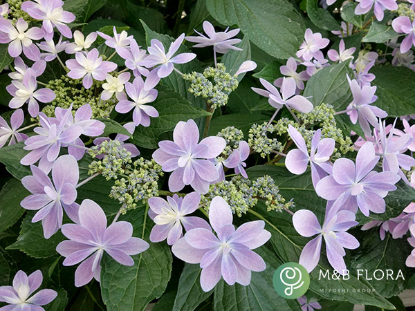 アジサイ：ありの侭（ありのまま）3.5号ポット