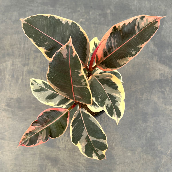 フィカス：ティネケ　3.5号鉢植え