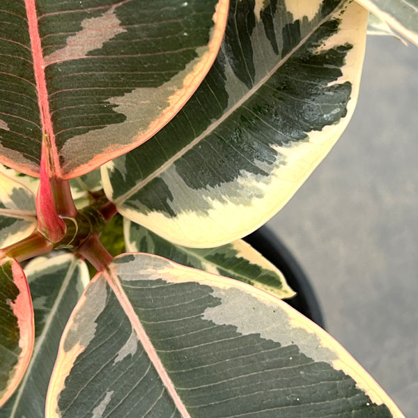 フィカス：ティネケ　3.5号鉢植え