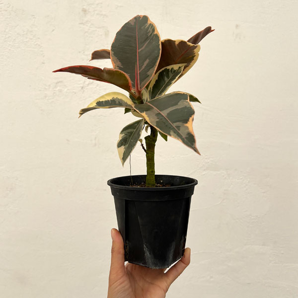 フィカス：ティネケ　3.5号鉢植え