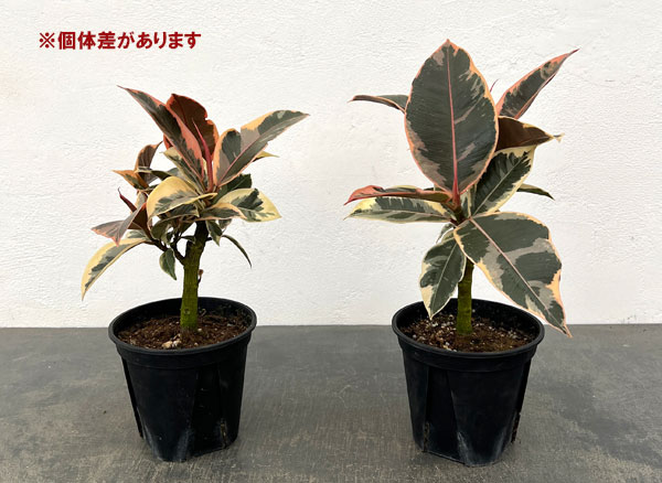 フィカス：ティネケ　3.5号鉢植え