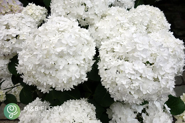 アジサイ：雪だるま5号鉢植え