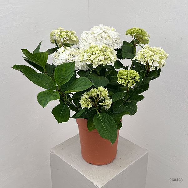 アジサイ：雪だるま5号鉢植え