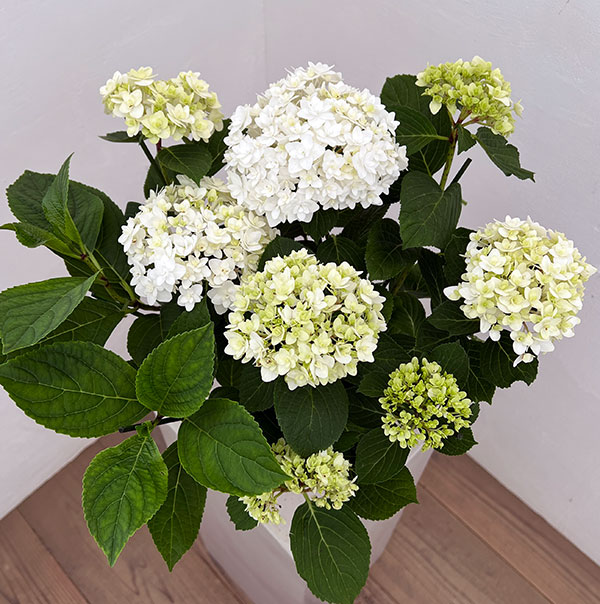 アジサイ：雪だるま5号鉢植え