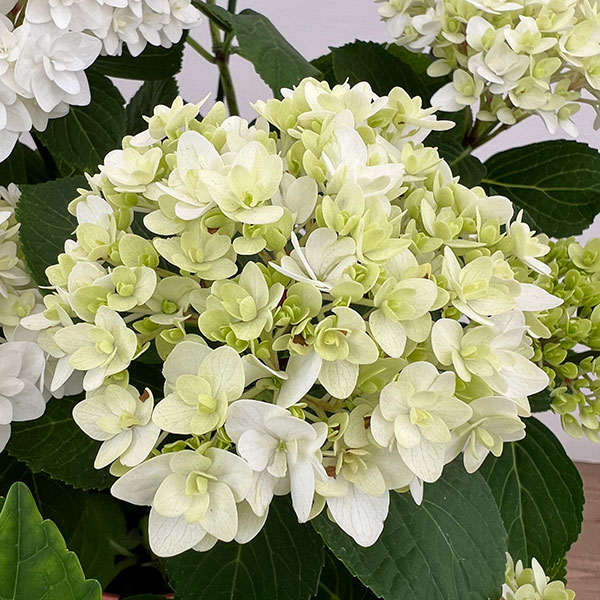 アジサイ：雪だるま5号鉢植え