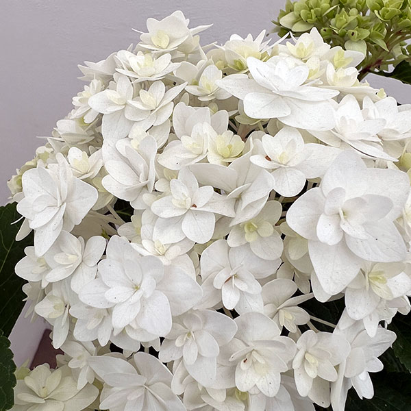 アジサイ：雪だるま5号鉢植え