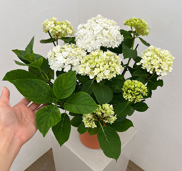 アジサイ：雪だるま5号鉢植え