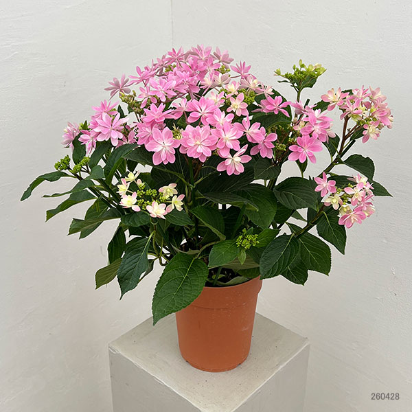 アジサイ：ありの侭（ありのまま）5号鉢植え