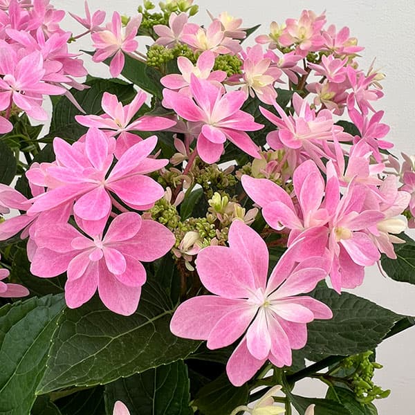 アジサイ：ありの侭（ありのまま）5号鉢植え