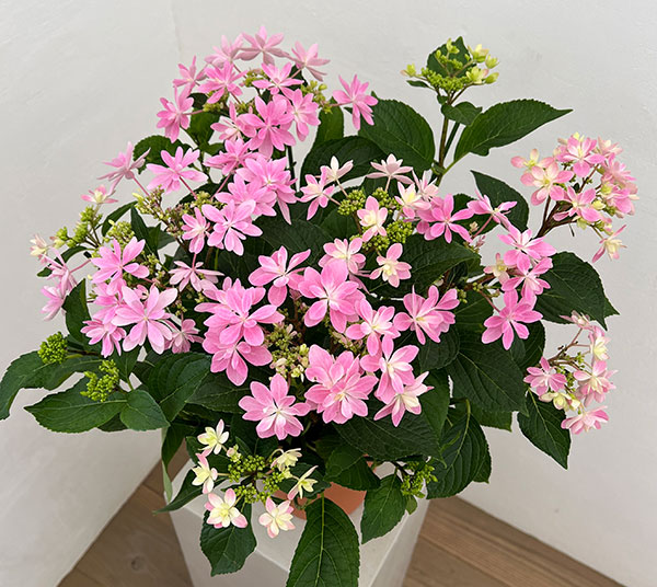 アジサイ：ありの侭（ありのまま）5号鉢植え