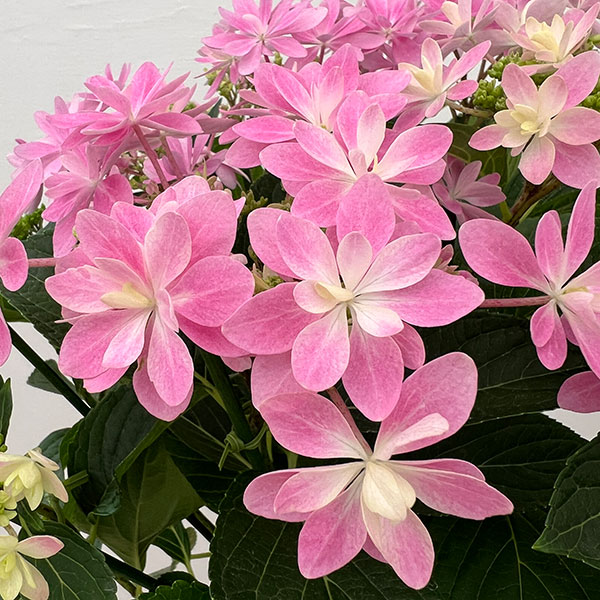 アジサイ：ありの侭（ありのまま）5号鉢植え