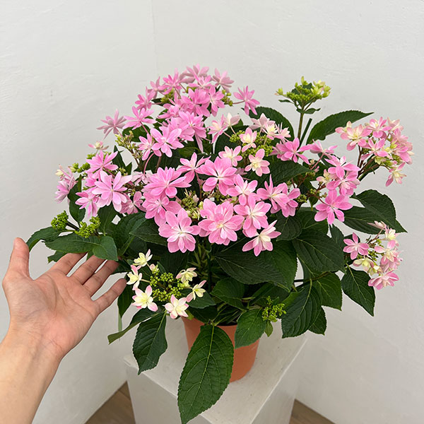 アジサイ：ありの侭（ありのまま）5号鉢植え