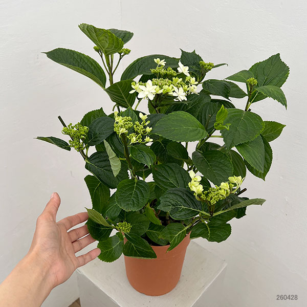 アジサイ：クララ5号鉢植え