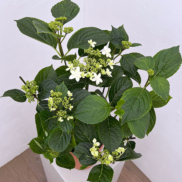 アジサイ：クララ5号鉢植え