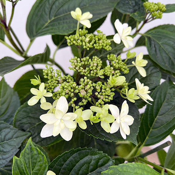 アジサイ：クララ5号鉢植え