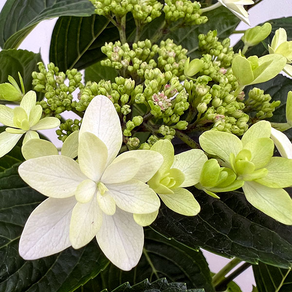 アジサイ：クララ5号鉢植え