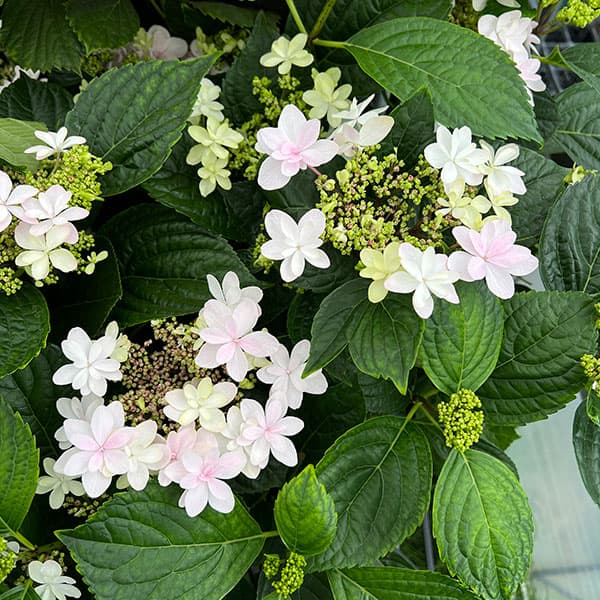 園芸ネット本店｜（わけあり特価）アジサイ：クララ5号鉢植え の通販