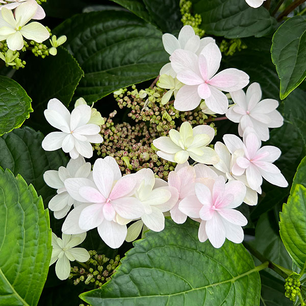 (わけあり特価)アジサイ:クララ5号鉢植え