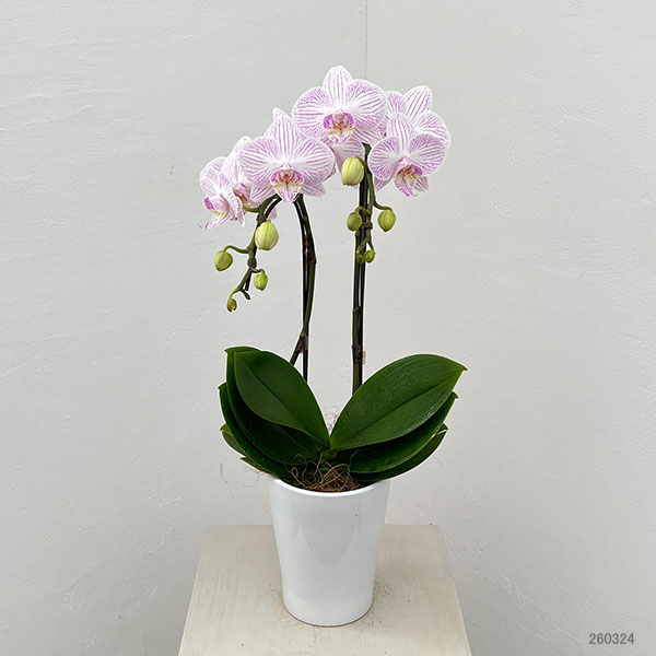 ミディコチョウラン：うらら2本立ち4号陶器鉢植え