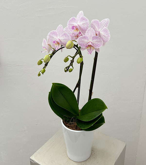 ミディコチョウラン：うらら2本立ち4号陶器鉢植え