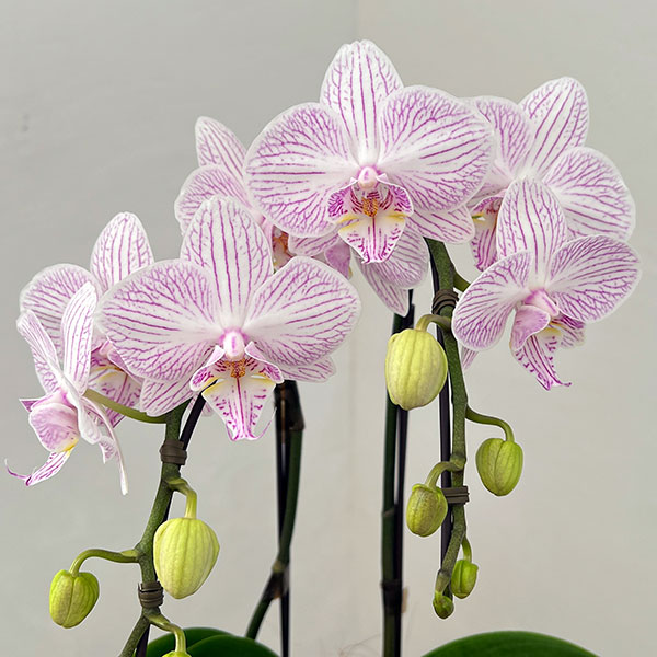 ミディコチョウラン：うらら2本立ち4号陶器鉢植え