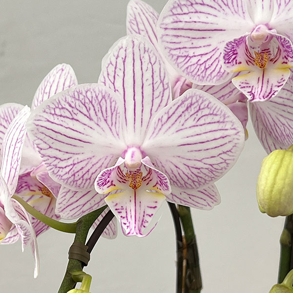 ミディコチョウラン：うらら2本立ち4号陶器鉢植え