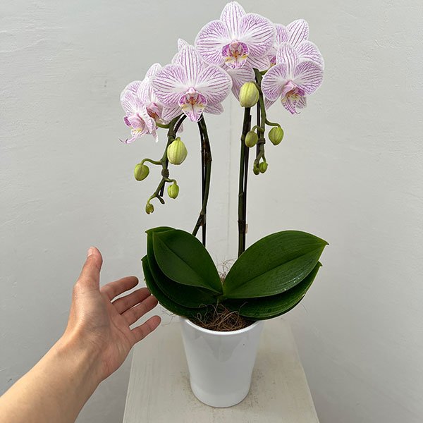 ミディコチョウラン：うらら2本立ち4号陶器鉢植え