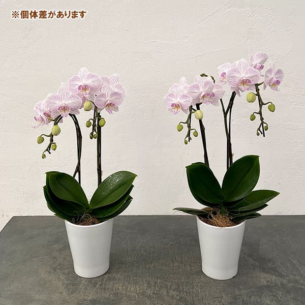 ミディコチョウラン：うらら2本立ち4号陶器鉢植え