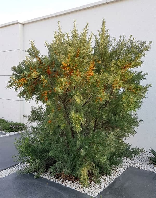 シーベリー（沙棘・サジー）：オス木3号ポット＊