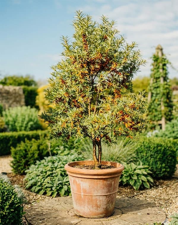 シーベリー（沙棘・サジー）：オス木3号ポット＊